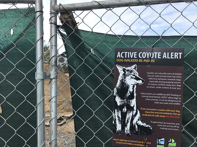 Coyote Alert!