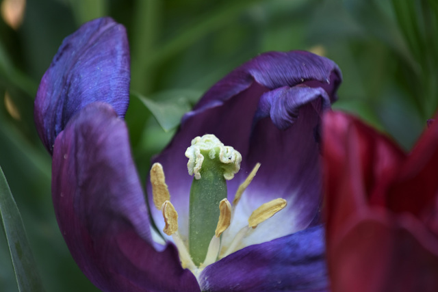 tulipe de l'intérieur