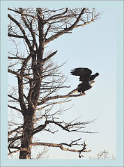 Eagle at Lac La Hache, BC