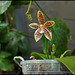 Phalaenopsis tetraspis x cornu-cervi var. chattaladae (6)