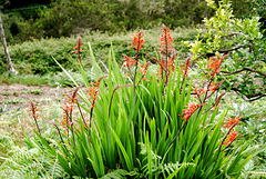 Garten-Montbretie. (Crocosmia × crocosmiiflora) ©UdoSm