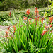 Garten-Montbretie. (Crocosmia × crocosmiiflora) ©UdoSm