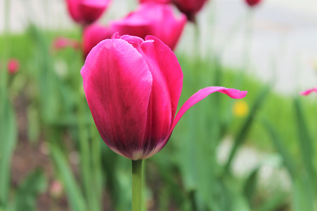 Tulipe russe - тюльпан