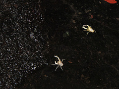 16-Les petits crabes albinos