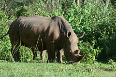 Uganda, White Rhino Female in Ziwa Rhino Sanctuary