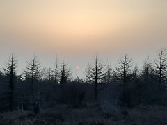 Sunset through the pines