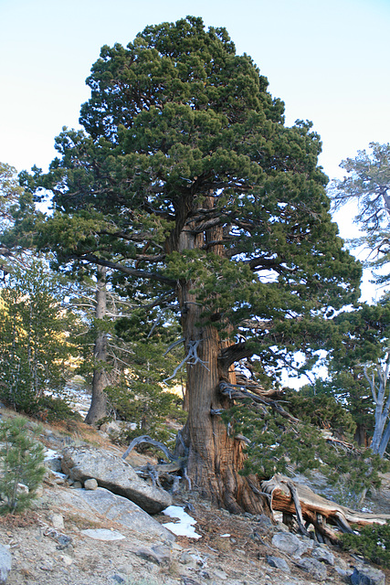 Giant juniper