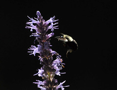hyssop bumble bee CSC 4743