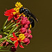 Wasp.   8057750