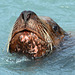 Alaska, Valdez, Portrait of a Sea Lion