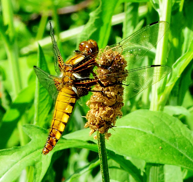 Dragonfly. Broad Bodied Chaser. Libellula fulva. Female