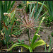 Allium schubertii (4)
