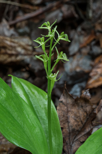 Liparis loeselii (Loesel's Twayblade orchid)