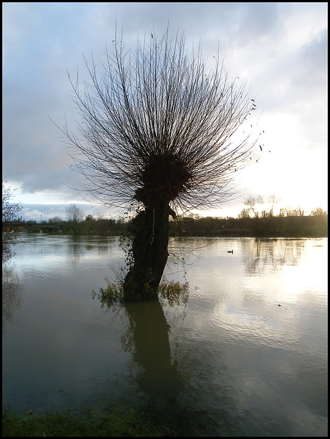 desolate tree in the flood