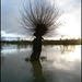 desolate tree in the flood