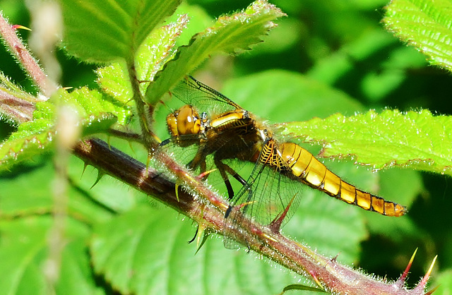 Dragonfly. Broad Bodied Chaser. Libellula fulva. Female