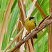 Masked Yellowthroat / Geothlypis aequinoctialis, Trinidad