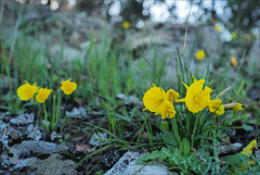Narcissus bulbocodium, Daffodil, Penedos