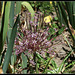 Allium schubertii (5)