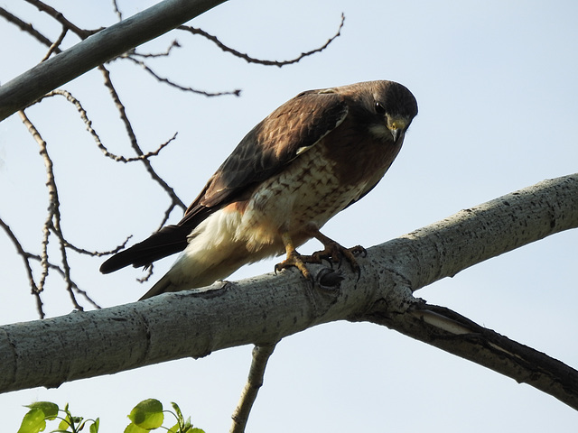 Swainson's Hawk looking for its next meal