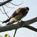 Swainson's Hawk looking for its next meal