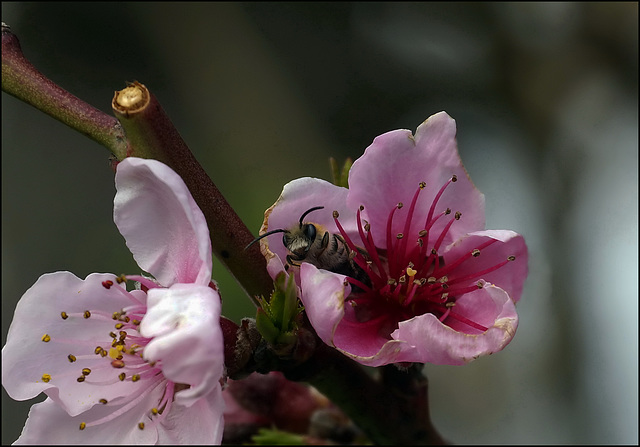 Wildbiene an Pfirsichblüte:)