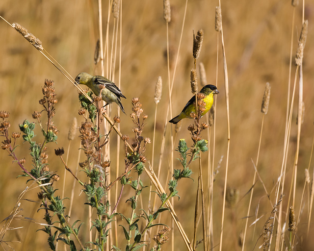 Goldfinches in an august field