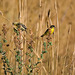 Goldfinches in an august field
