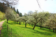 Apfelbäume in einer Streuobstwiese - (2 PicinPic) - entlang des Wanderwegs am Illmensee