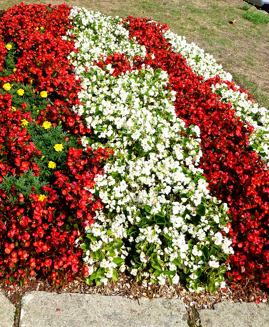 Blumen für Weißrussland