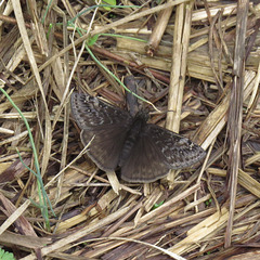 Northern cloudywing butterfly