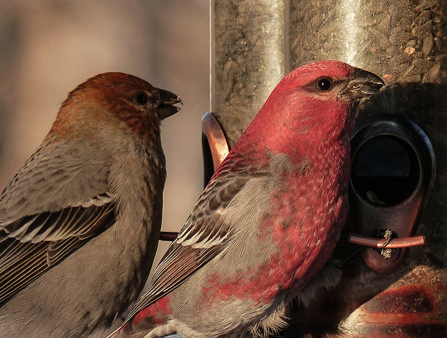 Pine Grosbeaks adding colour to our winter