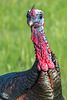 Pictures for Pam, Day 159: Tom Turkey Portrait (+4 other birdies!)