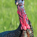 Pictures for Pam, Day 159: Tom Turkey Portrait (+4 other birdies!)