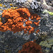 Jaunes, roux, noir, blancs,... lichens du côté du Grand Lac, Le Lauzet, Briançonnais (France)