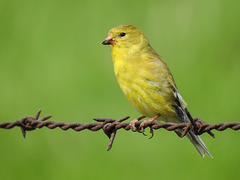 American Goldfinch female / Spinus tristis
