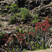 Aloes and other flowers in the mountains