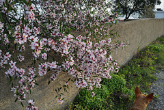 Prunus dulcis, Almond tree and Ninfa