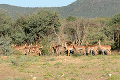 Namibia, A Lot of Female Impalas in the Erindi Game Reserve