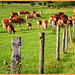 HFF-for everyone 30 -10-2020-and greetings from every cow for a safe and healthy weekend!
