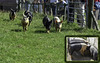 Piglets racing at the IOW Horse Centre 2008