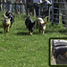 Piglets racing at the IOW Horse Centre 2008