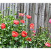Poppies beyond the garden fence East Blatchington - 7 6 2021