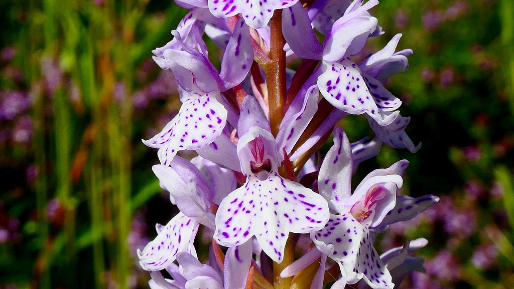 Une orchidée de juillet en Auvergne...