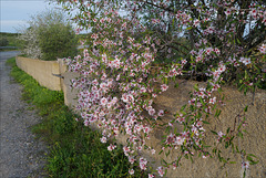 Prunus dulcis, Almong tree HWW