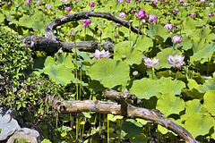 The Lily Pond – Botanical Garden, Montréal, Québec