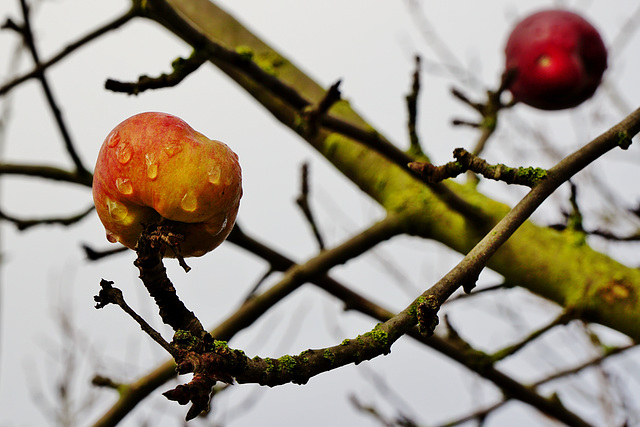 Winteräpfel - Winter apples - Pommes d'hiver