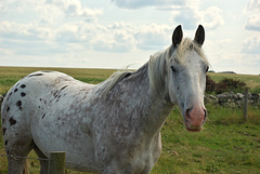 Grey Horse at Newton by the Sea