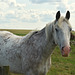 Grey Horse at Newton by the Sea
