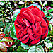 Rose du jardin avec Picsart (HDR)